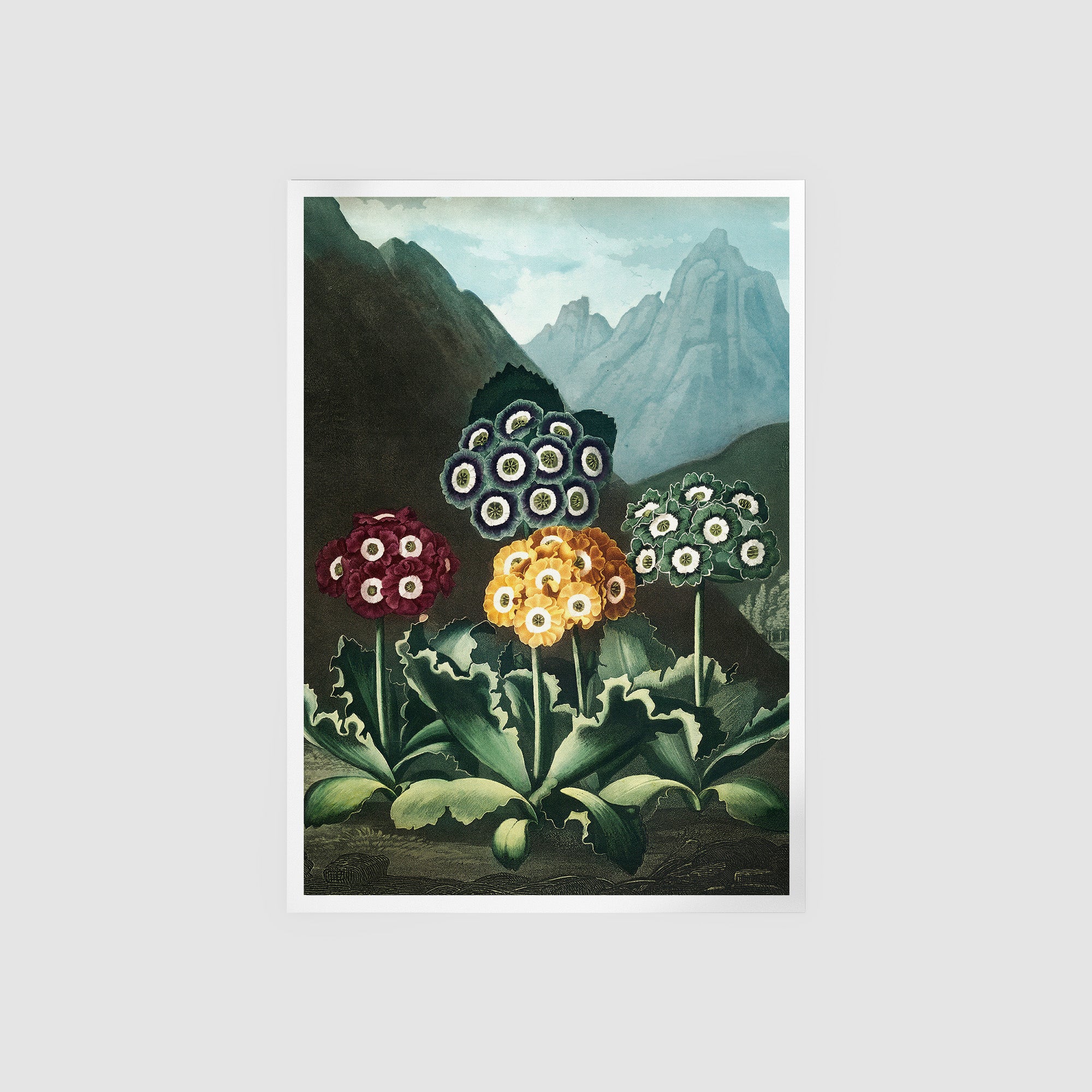 A Group Of Auriculas II