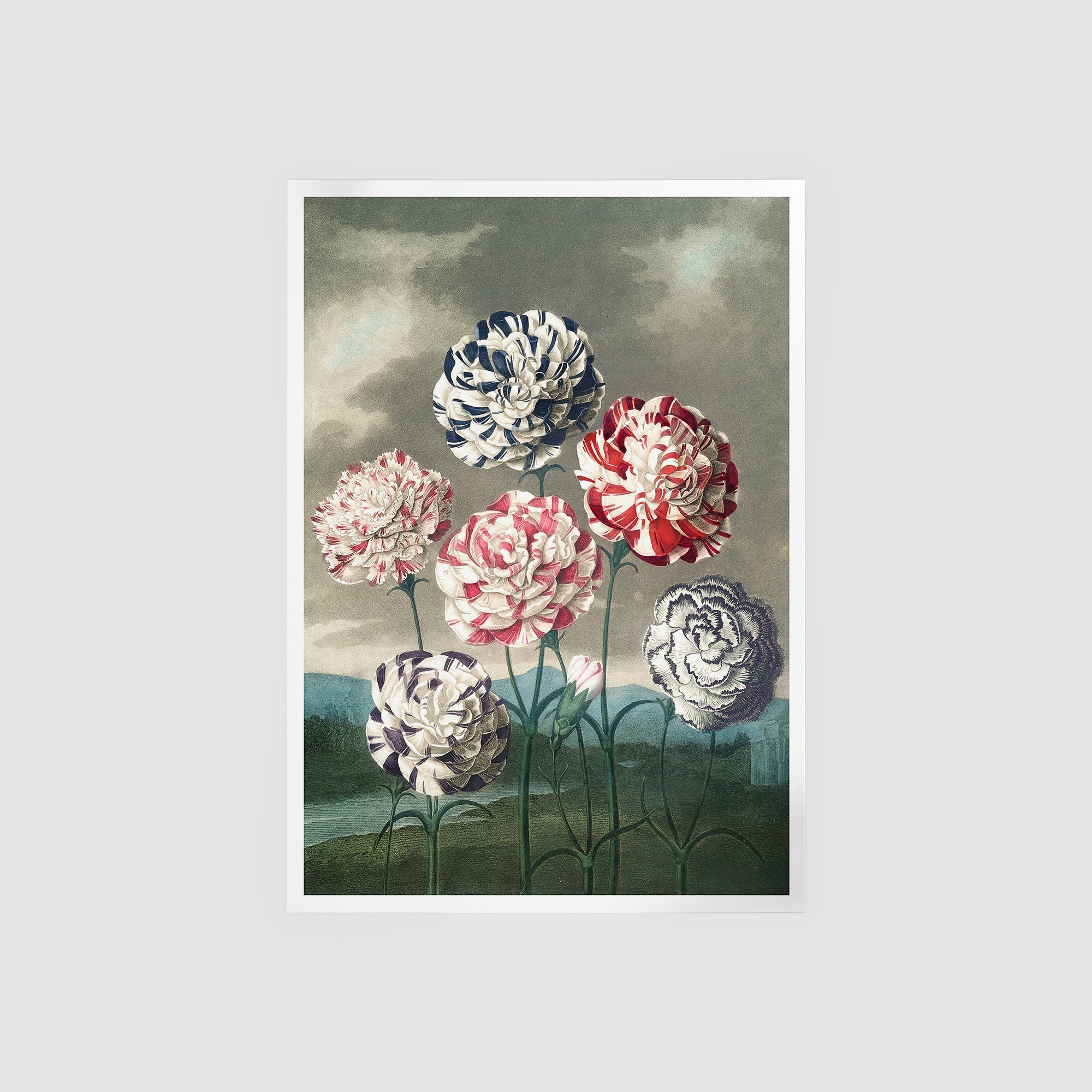 A Group Of Carnations