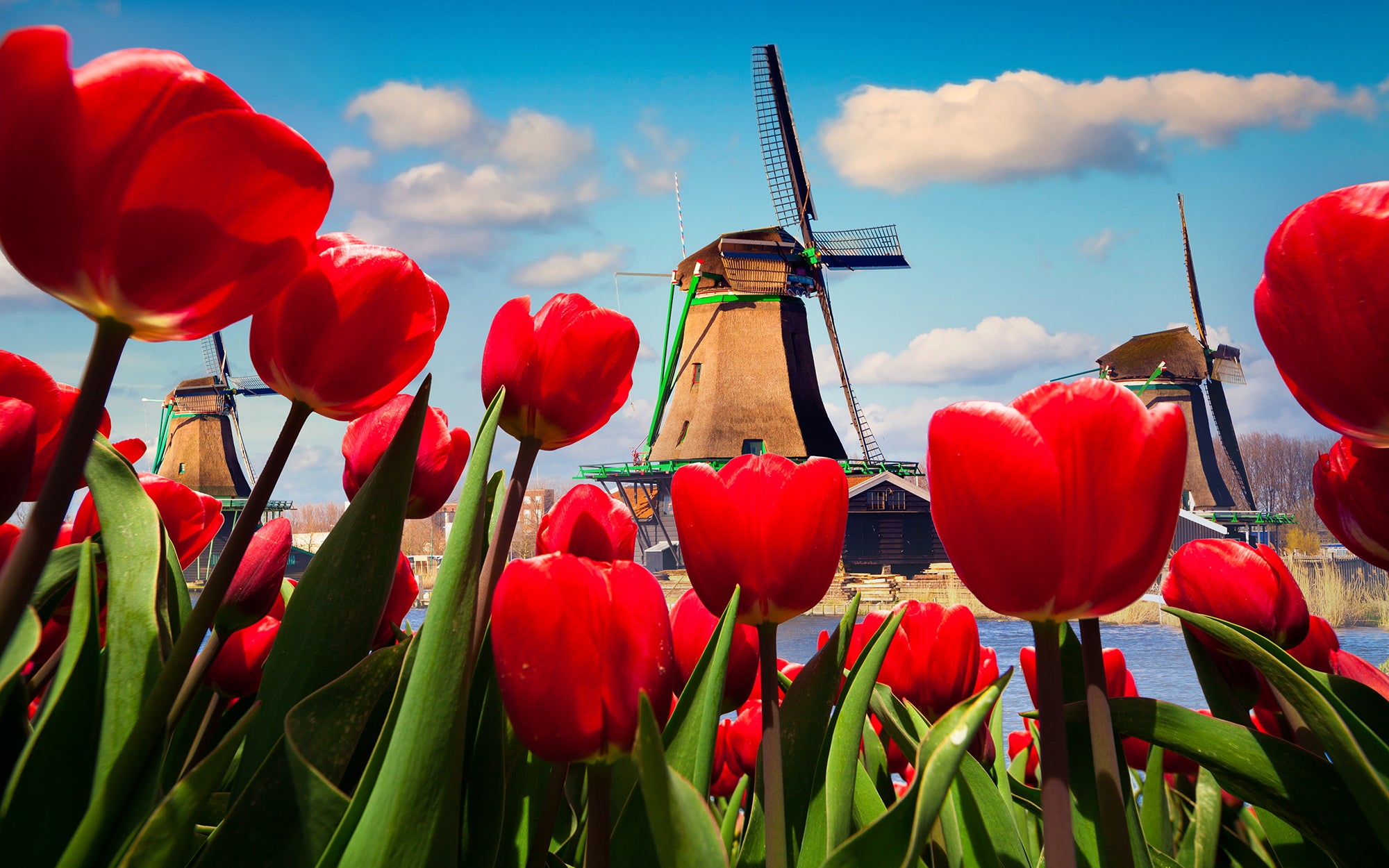 Hollandse tulpen