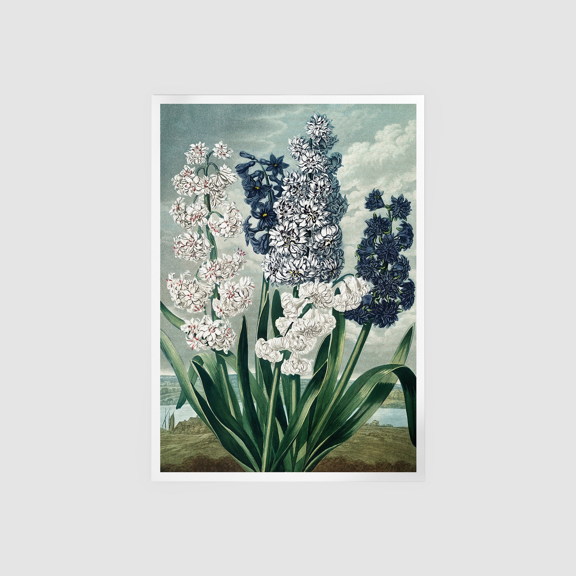 Hyacinths