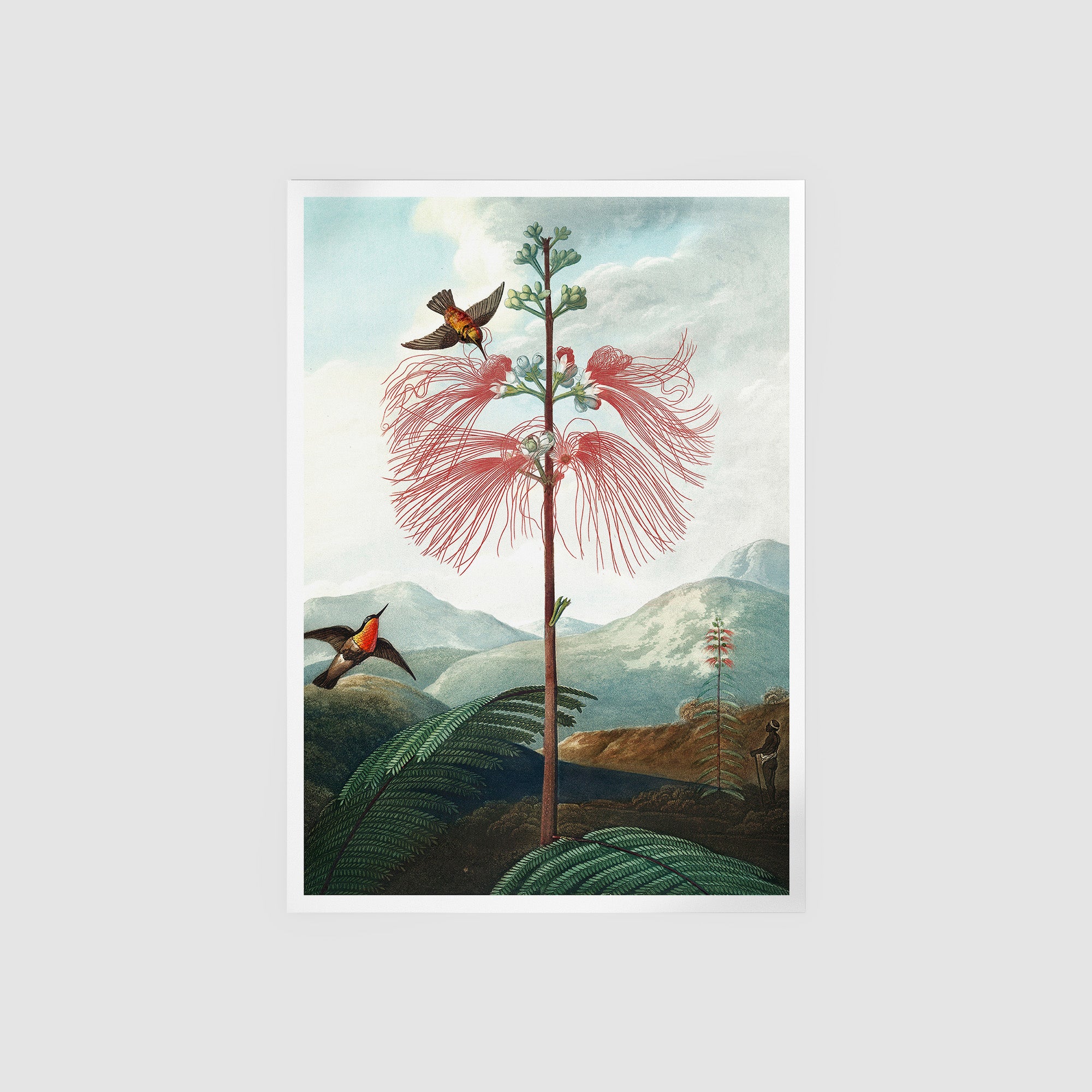 Large Flowering Sensitive Plant