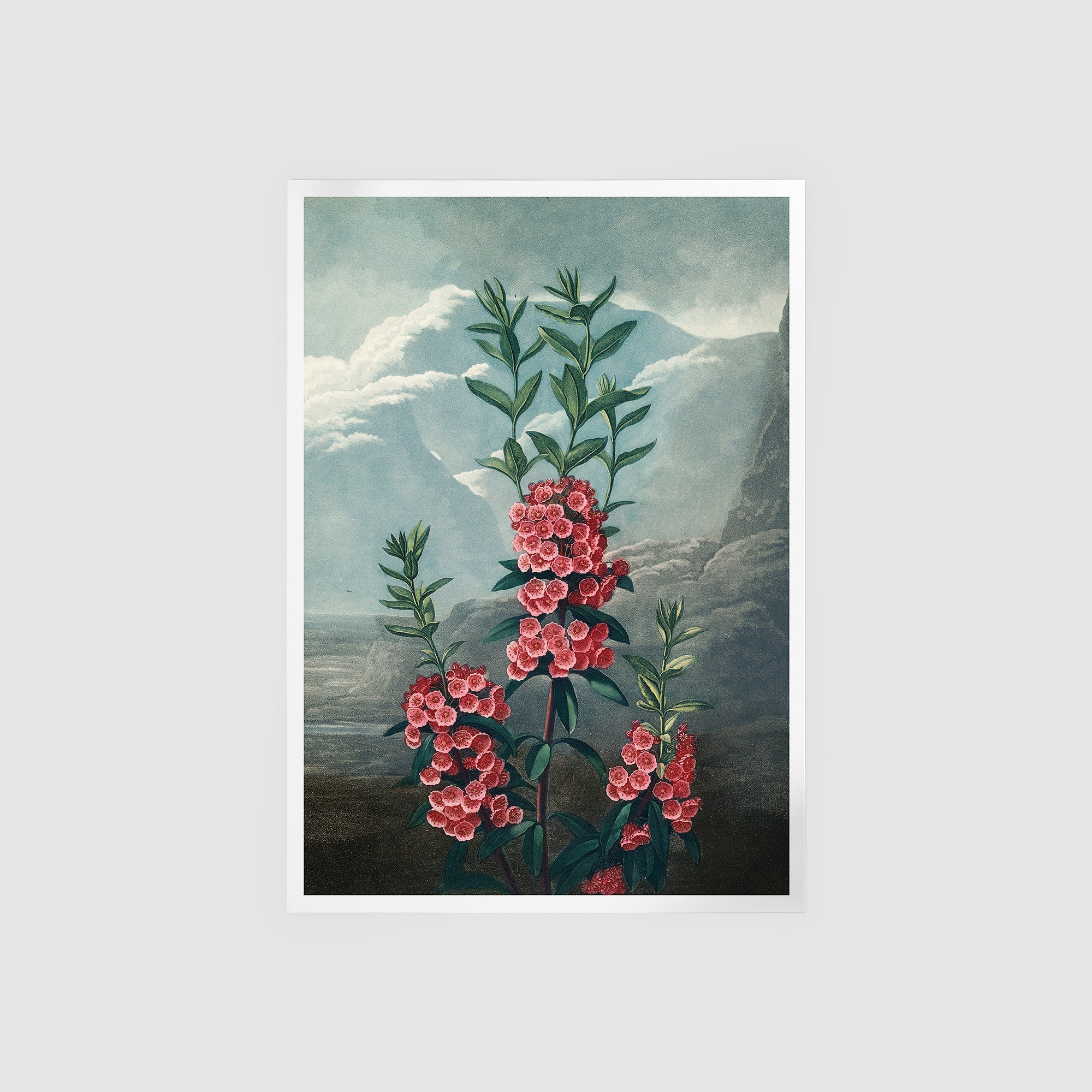 Narrow Leaved Kalmia