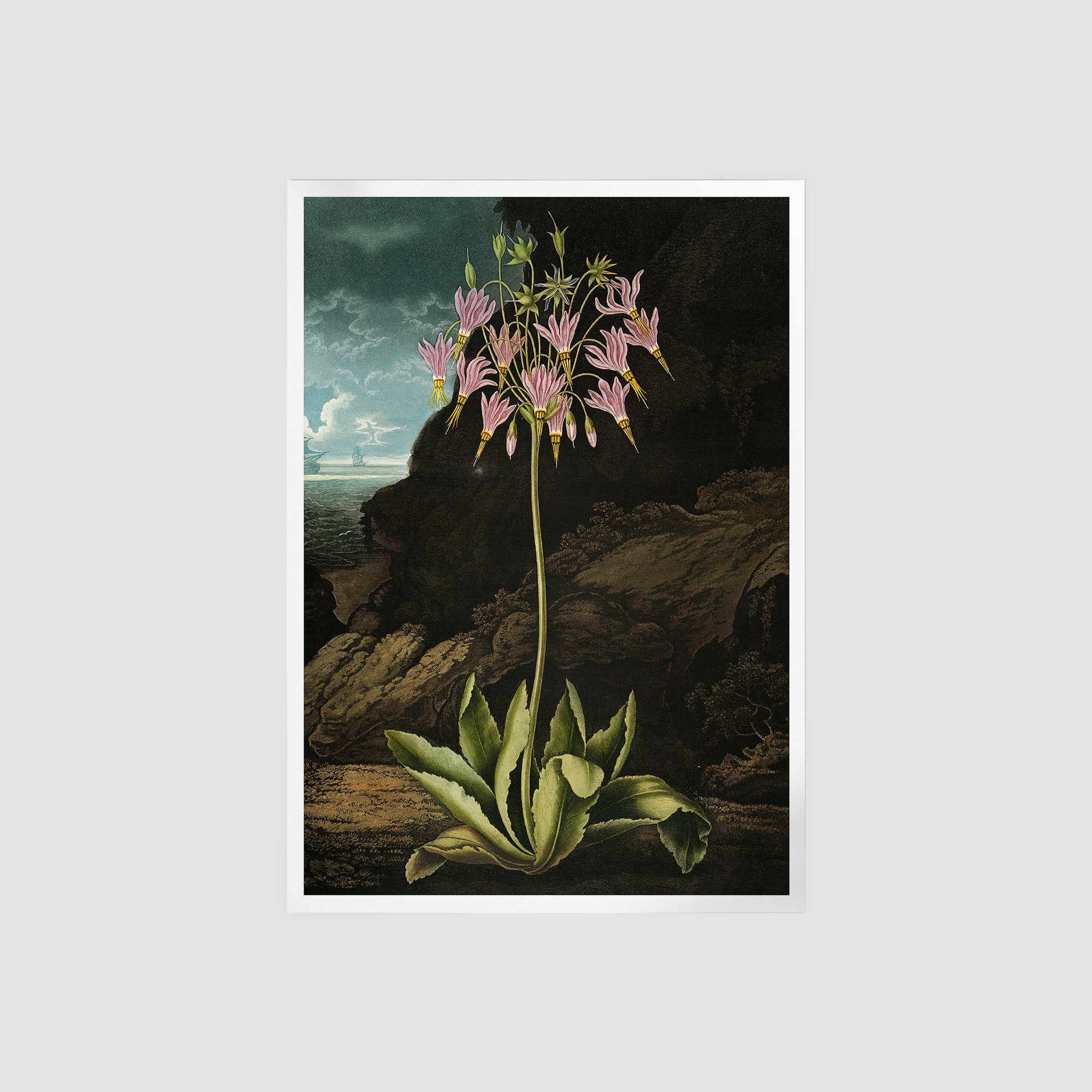 The American Cowslip