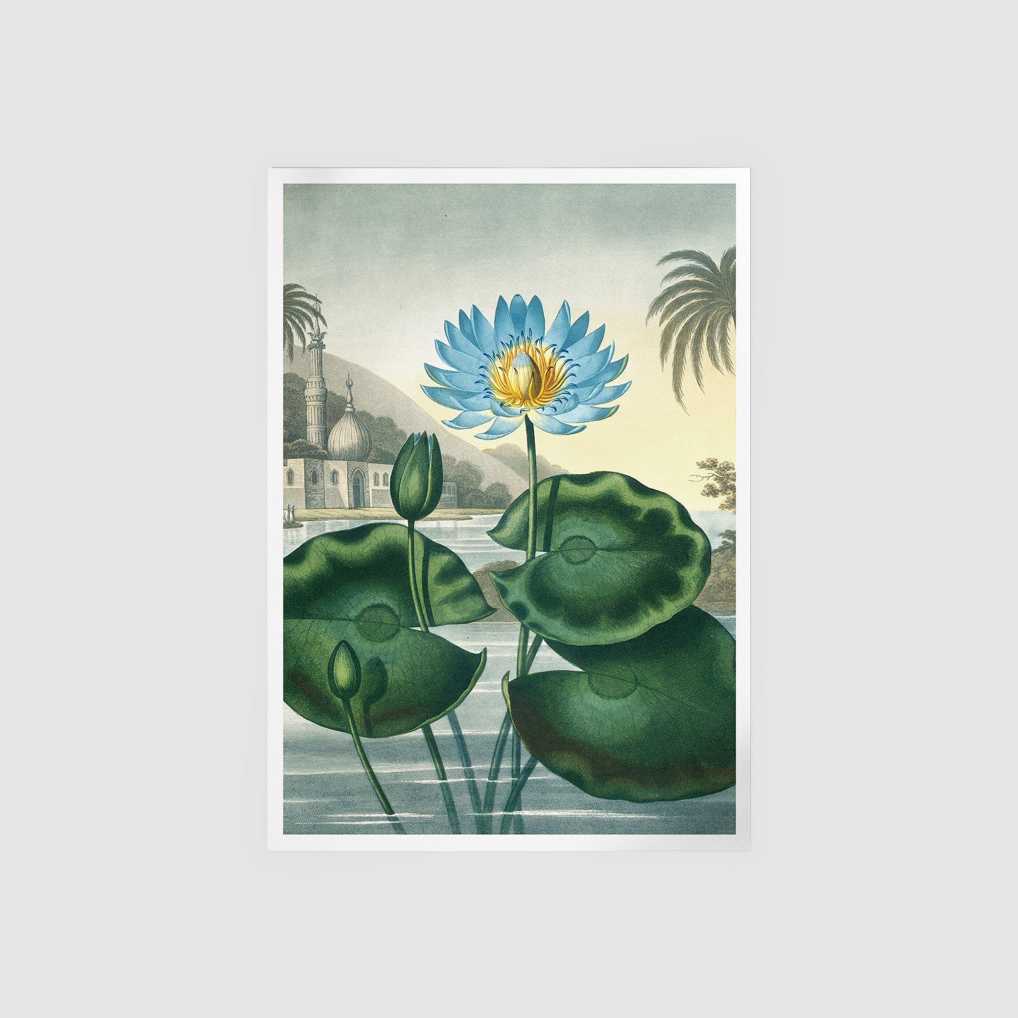 The Blue Egyptian Water Lily