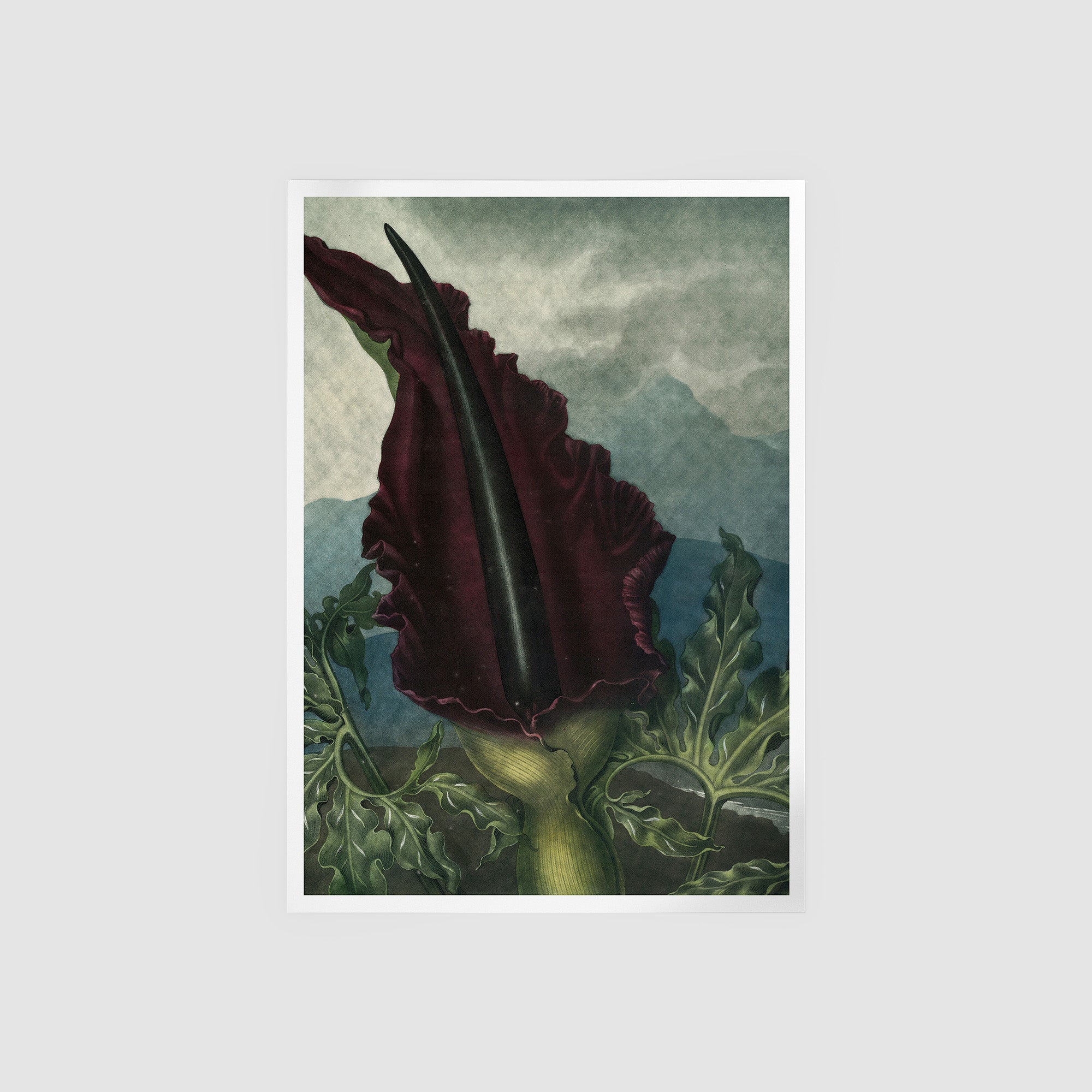 The Dragon Arum