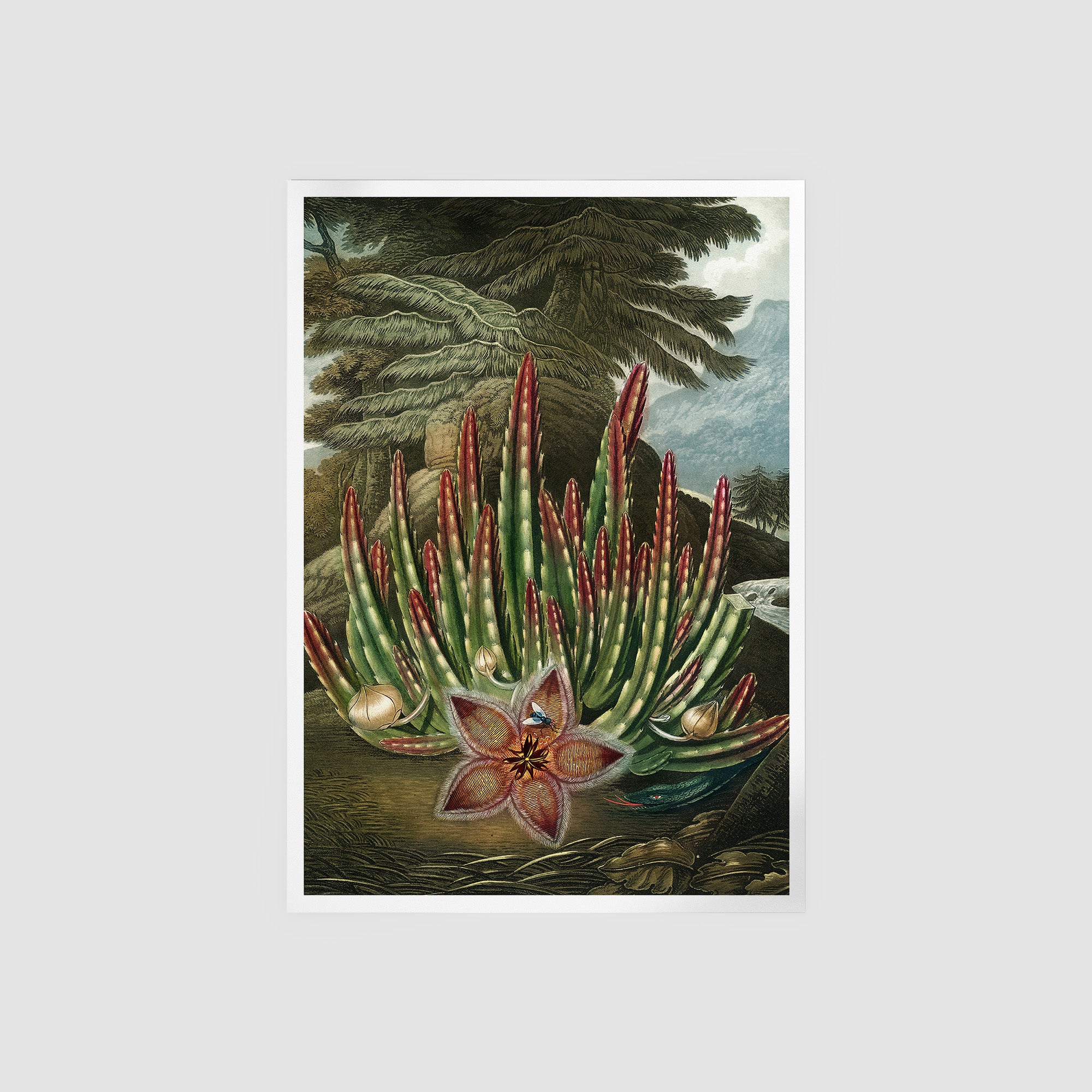 The Maggot Bearing Stapelia