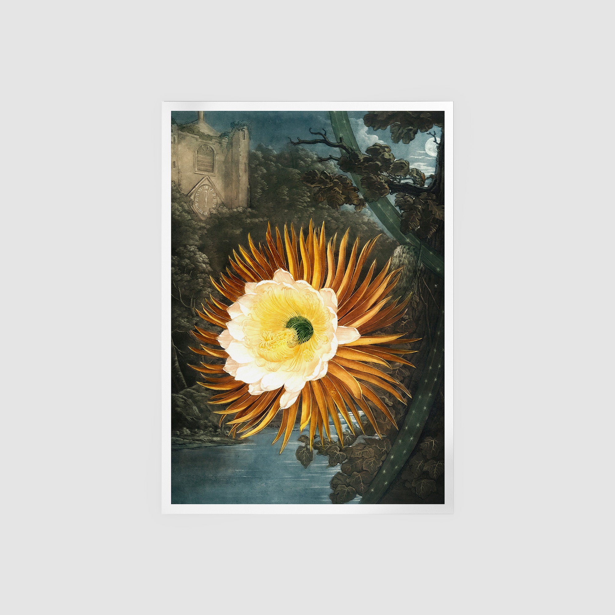 The Night Blowing Cereus