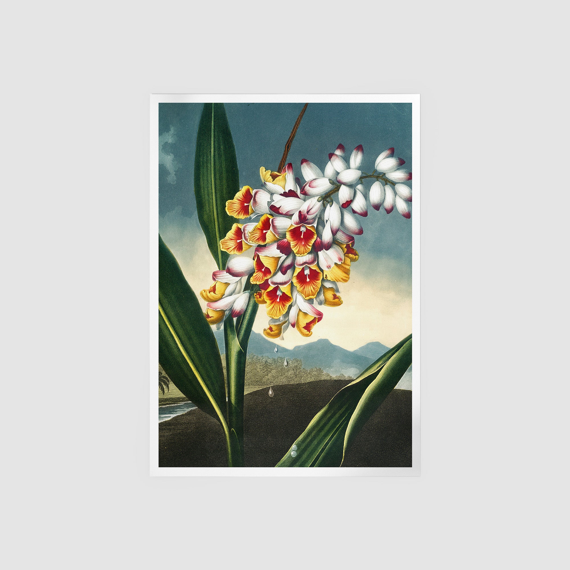 The Nodding Renealmia