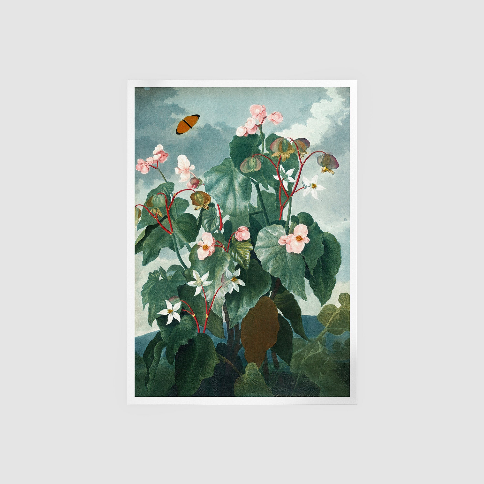 The Oblique Leaved Begonia