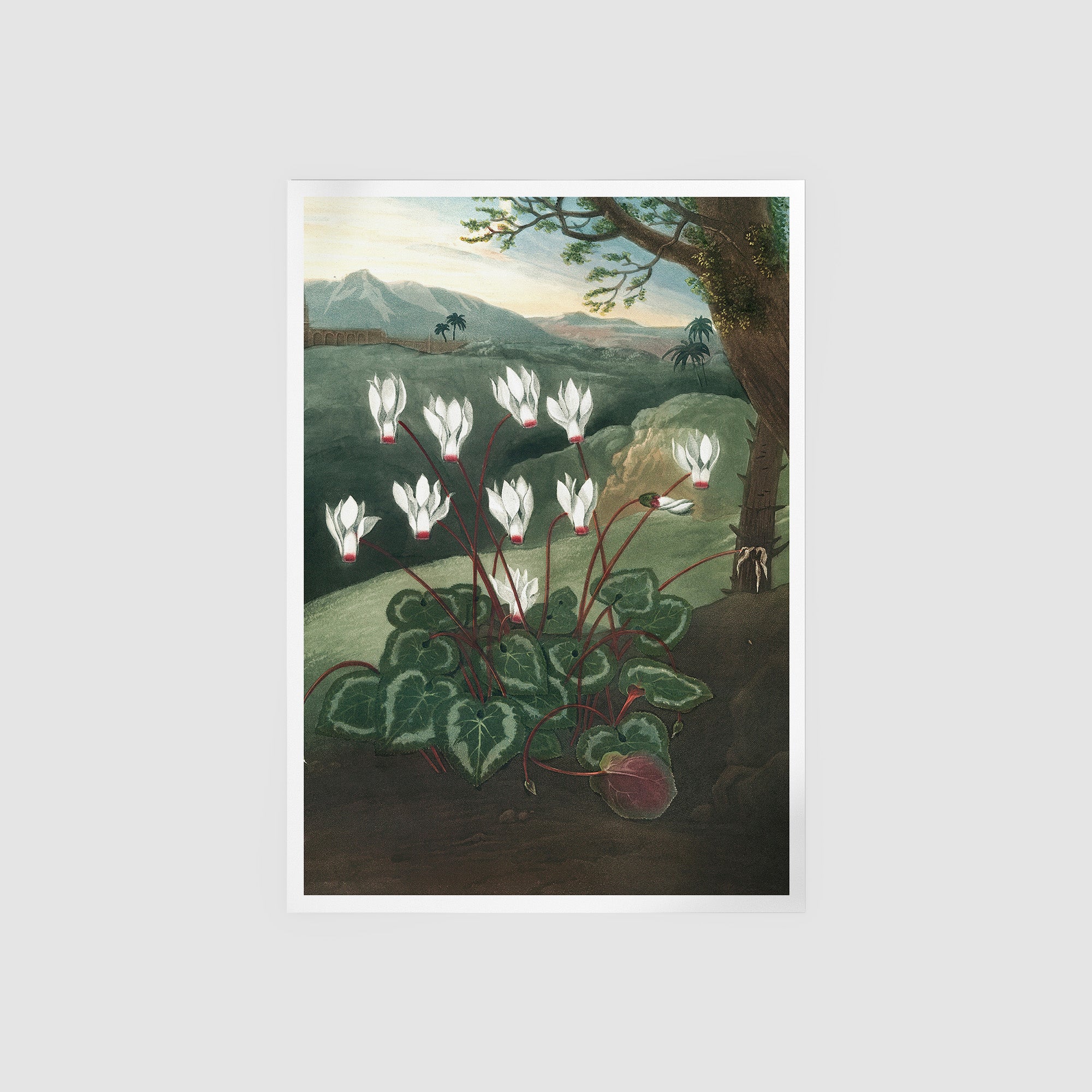 The Persian Cyclamen