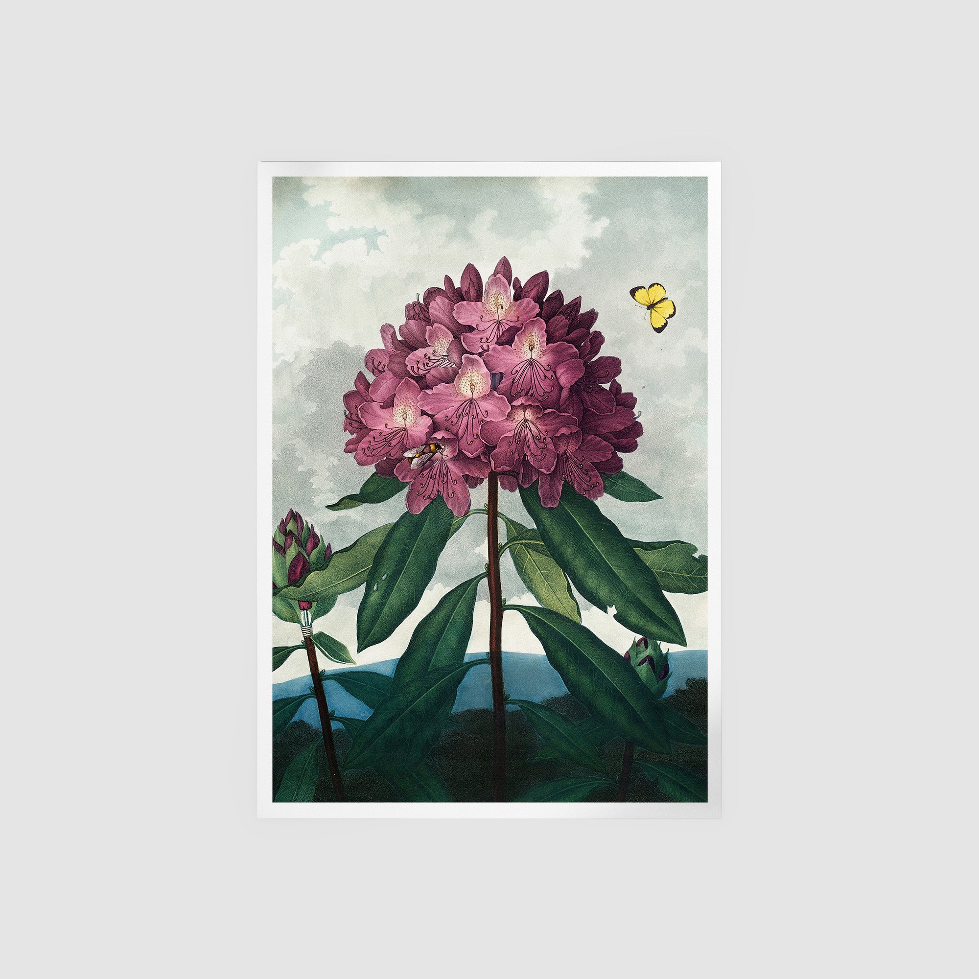 The Pontic Rhododendron