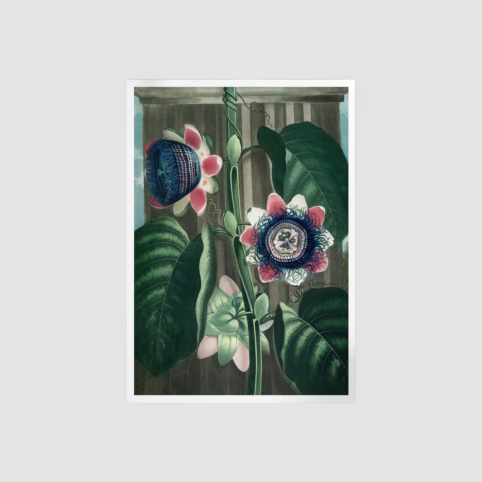 The Quadrangular Passion Flower