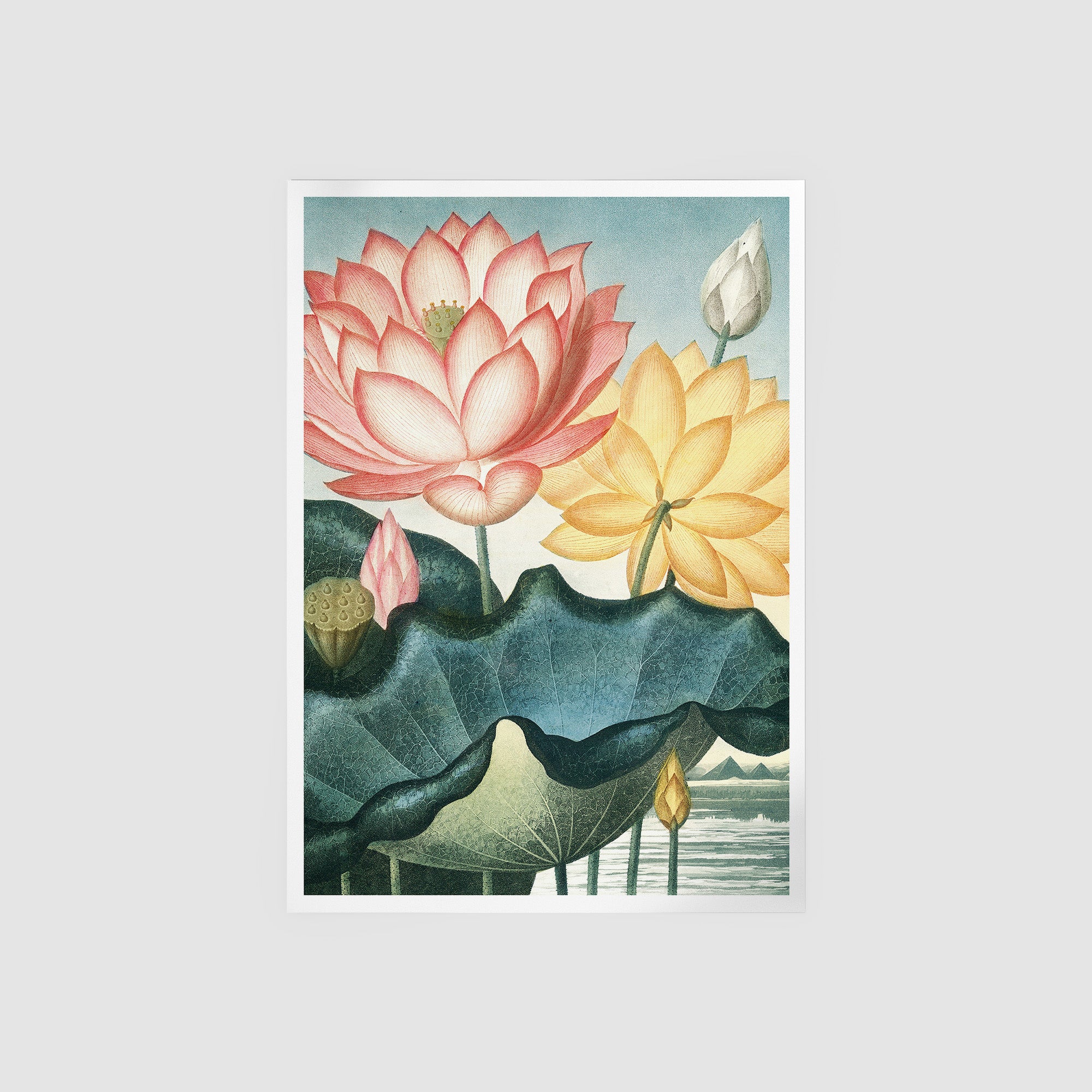 The Sacred Egyptian Bean