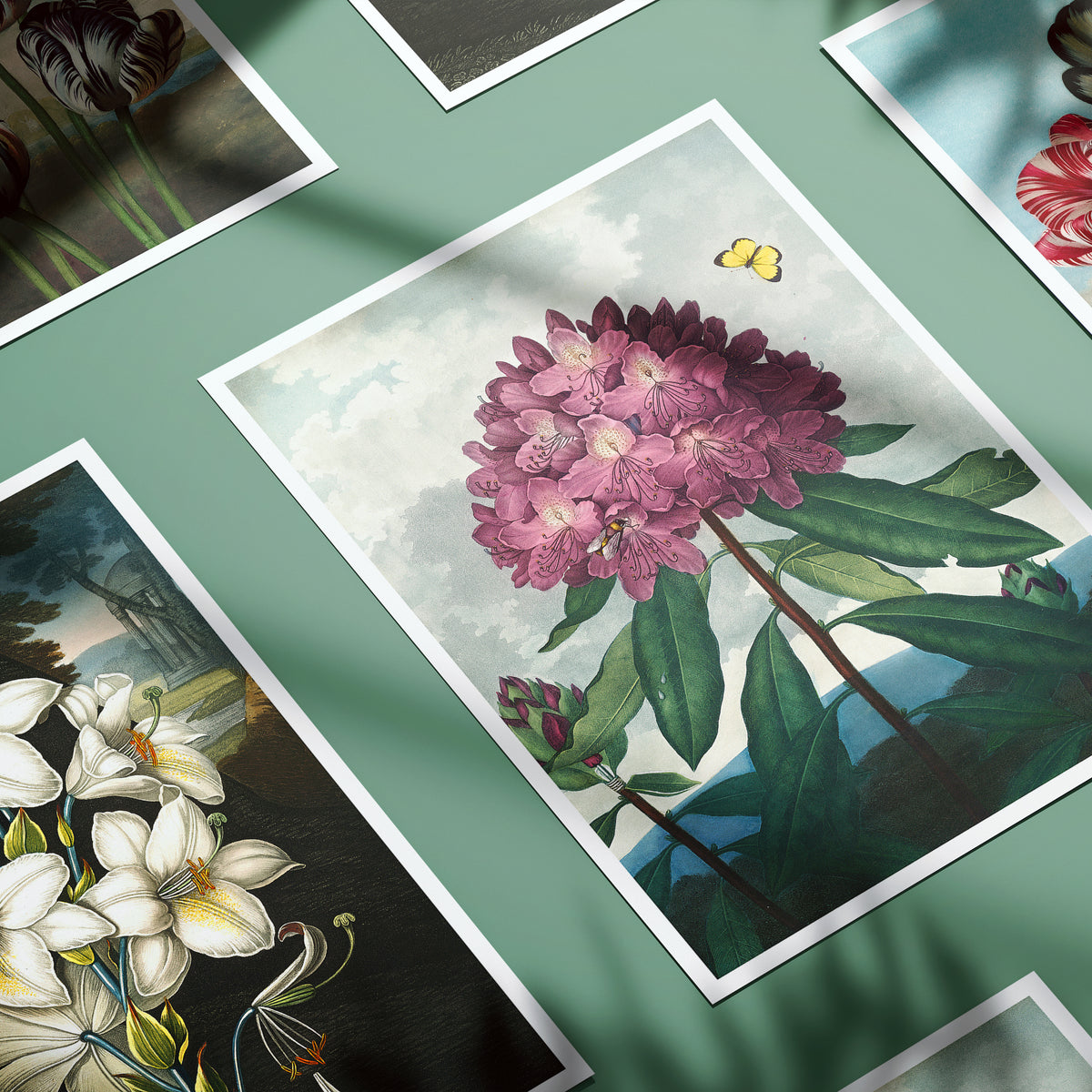 The Temple of Flora poster collection in full bloom - Prints en posters ...