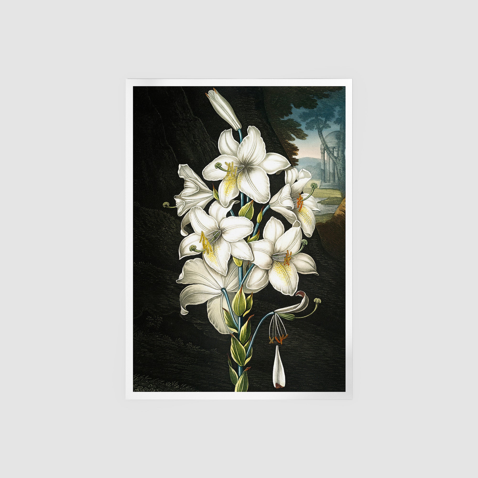 White Lily With Varigated Leaves
